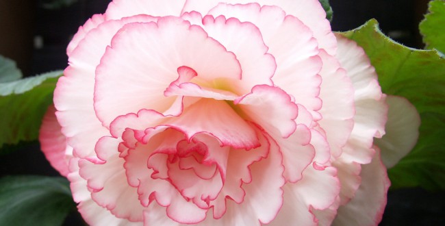 KONICA MINOLTA DIGITAL CAMERA