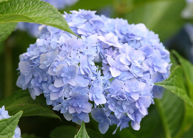 手毬歌 てまりうた てまりてまり に似た手まり咲きの八重 こちらのほうが花弁の先端が尖るので区別は容易である 花色は薄い水色 薄ピンクに咲き 梅雨の蒸し暑さを忘れさせてくれる 木はガクアジサイタイプ 弱アルカリ性の土で淡いピンク