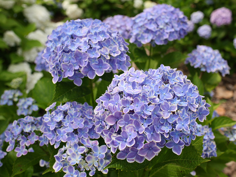 アジサイkamoセレクション 加茂荘花鳥園