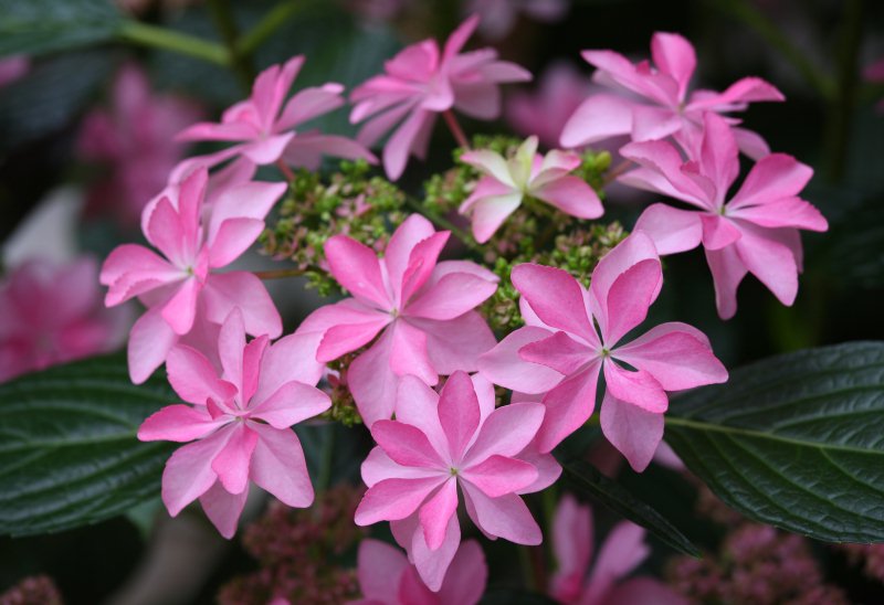 アジサイkamoセレクション 加茂荘花鳥園