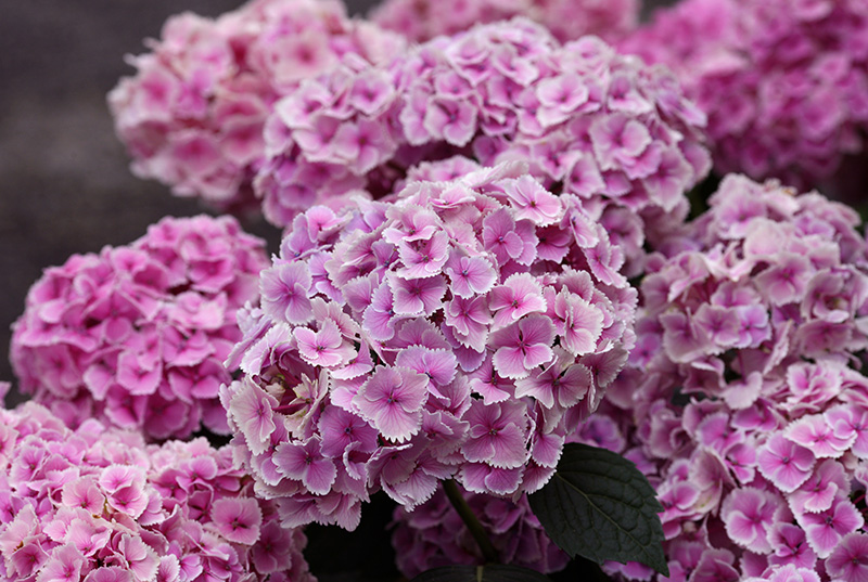 アジサイkamoセレクション 加茂荘花鳥園