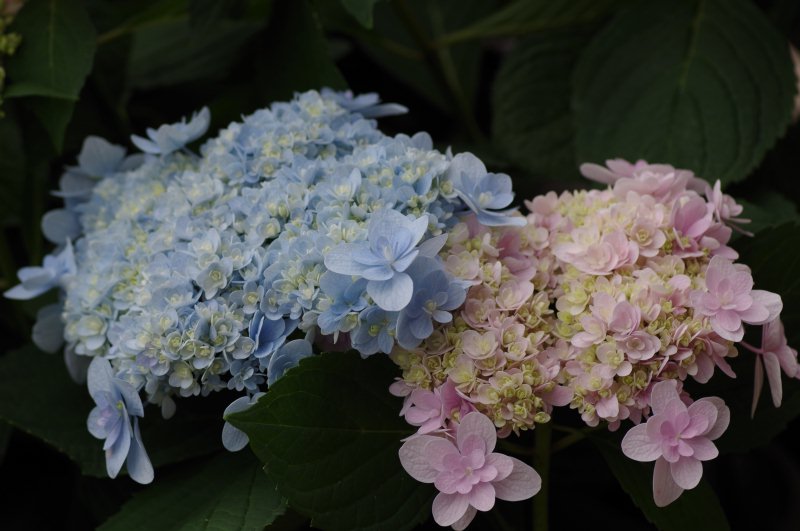 アジサイkamoセレクション 加茂荘花鳥園