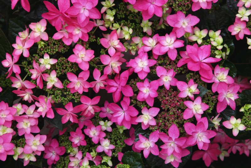 アジサイkamoセレクション 加茂荘花鳥園