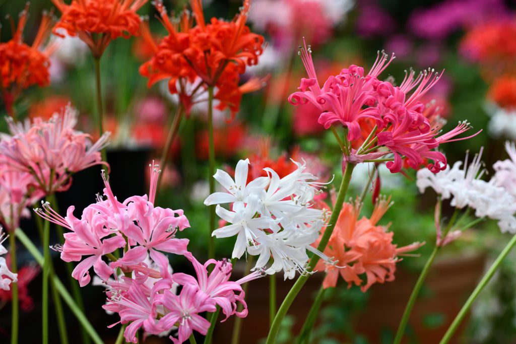 晩秋に輝く花の宝石 ダイヤモンドリリー 展 10月末ごろより開催 加茂荘花鳥園